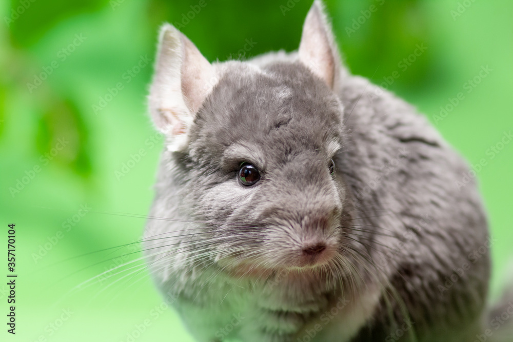 Wall mural cute gray chinchilla sitting on green colored background with leaves , lovely pets and nature concep