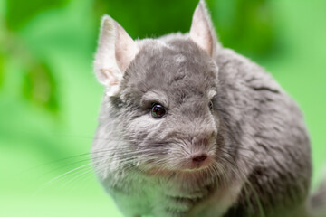cute gray chinchilla sitting on green colored background with leaves , lovely pets and nature concept, purebred fluffy rodent