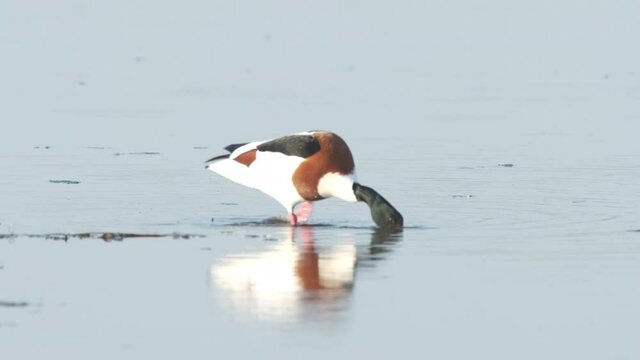Common shelduck (Tadorna tadorna) bird in the new Reevediep nature reserve near Kampen, Overijssel, during a beautiful springtime evening.