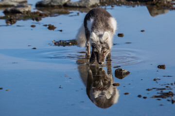 Lis polarny na południowym Spitsbergenie © blackspeed