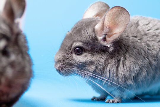 Chinchillas Bilder Durchsuchen 1,411 Archivfotos, und