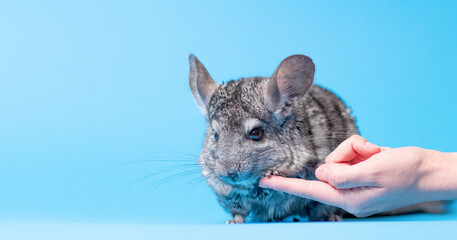cute gray chinchilla on blue colored studio background put foot on female finger, girl trying to make friends with a rodent, lovely pets concept
