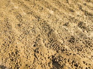 Countless quantity of sand balls, left by small hermit crabs after digging the underground holes. Picture taken on Rishehr Beach, sea port Bushehr on Persian Gulf, Iran