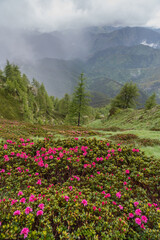 Rhododendron flowering in Maritime Alps, Roya Valley, French-Italian border