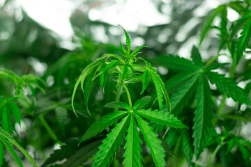 Indoor cannabis grow for medicine health care use. Recreational legalize of marijuana. Organic weed.
