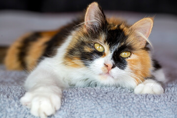 Pet animal, cute calico cat