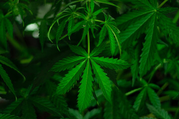 Naklejka na ściany i meble Leaves and blooming marijuana close-up. Growing organic cannabis. Drug use for medicine.