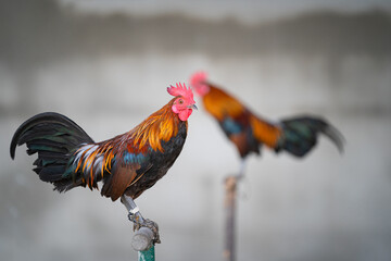 Full body of adult rooster or chicken on the farm.