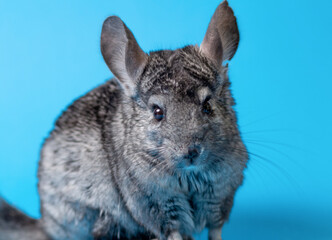 cute gray chinchilla sitting on blue colored studio background, lovely pets concept, purebred fluffy rodent, animal behavior