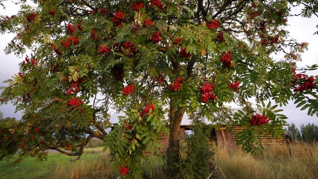This video is a beautiful tree with red fruits.