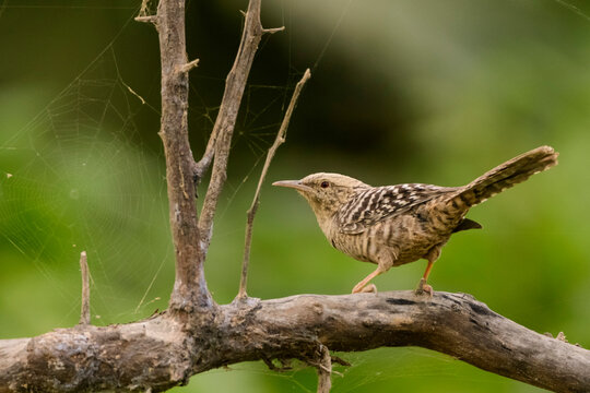 A fasciated wren (Campylorhynchus fasciatus) in Churute Mangroves, in Ecuador