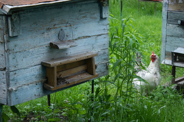 houses of bees - hive. beekeeping. apiculture concept. High quality photo