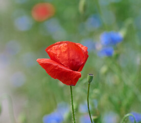 field with red blooming poppies and green leaves on a spring day