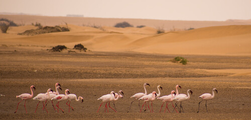 flamencos