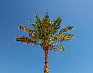 palm tree growing against the blue sky