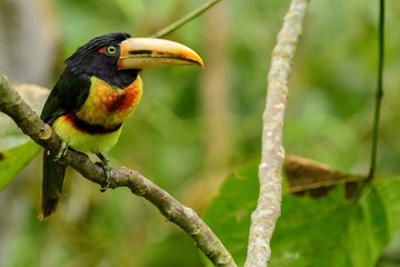 A collared aracari; pale-mandibled araçari (Pteroglossus torquatus erythropygius)