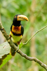 A collared aracari; pale-mandibled araçari (Pteroglossus torquatus erythropygius)