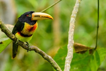 A collared aracari; pale-mandibled araçari (Pteroglossus torquatus erythropygius)