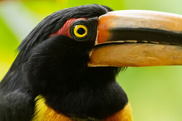 A collared aracari; pale-mandibled araçari (Pteroglossus torquatus erythropygius)