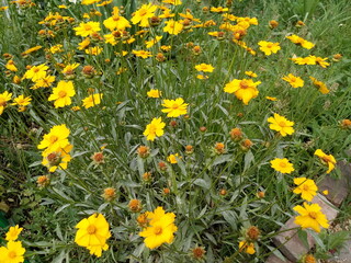 field of yellow flowers