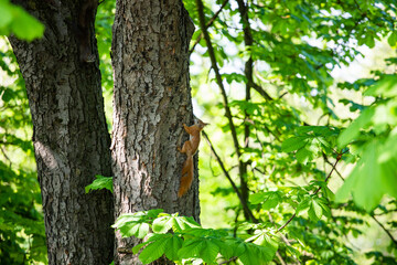 cheerful redhead squirrel on a tree