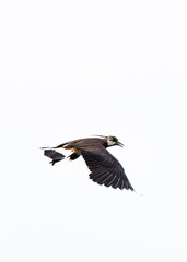 Lapwing