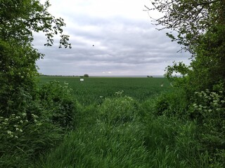The Landscape Of Fehmarn - View Of A Green Field With Trees At Both Sides And The View To The Baltic Sea