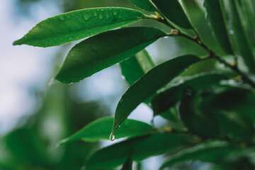 Green Leaves After The Rain