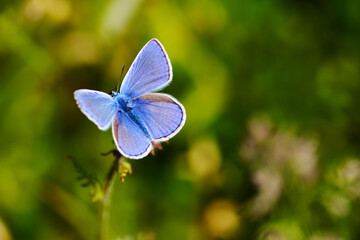 Fototapeta premium Blue Butterfly