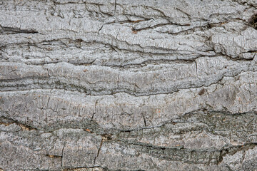 texture and background of the bark of an old tree closeup