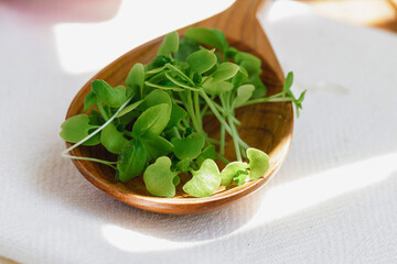 Micro greens in wooden spoon on cotton napkin
