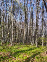 Naklejka premium Spring landscape of Vitosha Mountain, Bulgaria