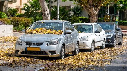 street and cars covered with yellow fallen leaves