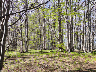 Spring landscape of Vitosha Mountain, Bulgaria