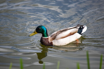 duck on the water