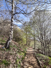 Spring landscape of Vitosha Mountain, Bulgaria