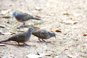bird on a ground