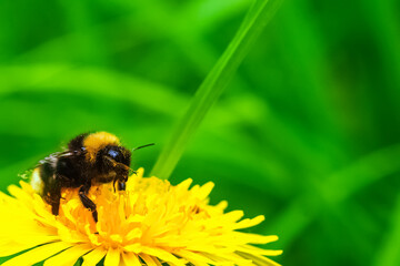 A large bee sits on a yellow dandelion and collects flower nectar for honey.