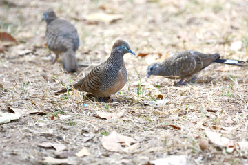 bird on a ground