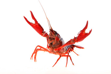 Crawfish
