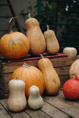 Pumpkins at outdoor farmer market. Orange halloween pumpkins on a wooden background, holiday decoration. Halloween mood.