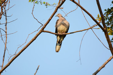 bird on a branch
