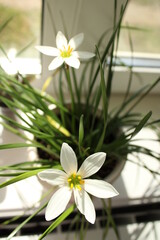 Белые домашние цветы