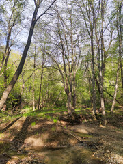 Spring landscape of Vitosha Mountain, Bulgaria