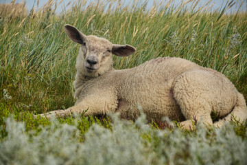 Sheep is lying in the gras at the north sea 