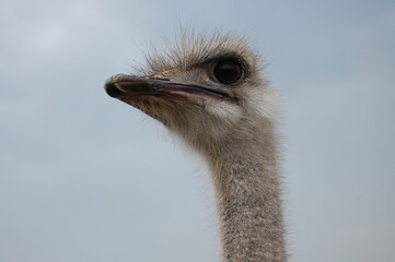 portrait of an ostrich