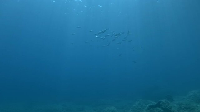 School of fish swims on the blue water background. Saddled Seabream, Saddle bream or Oblade (Oblada melanura) Mediterranean Sea