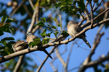 bird on a branch