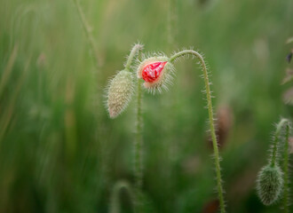 red poppy in the field