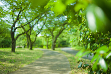 Fototapeta na wymiar green park blur bokeh background